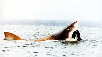 Backdrop to the movie "Cruel Jaws" #388140