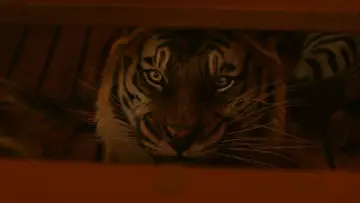 Backdrop to the movie "Life of Pi" #773176