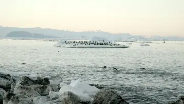Backdrop to the movie "Antarctica: The Frozen Time" #1631989