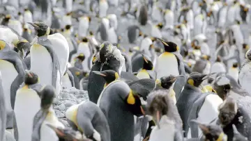 Backdrop to the movie "Antarctica: The Frozen Time" #1631993