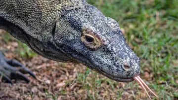 Backdrop to the movie "Dragons of Komodo" #1153496