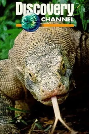 Poster to the movie "Dragons of Komodo" #1153497