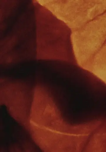 Poster to the movie "Mothlight" #703595