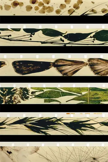 Poster to the movie "Mothlight" #703605
