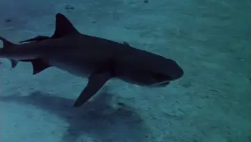 Backdrop to the movie "Sharks