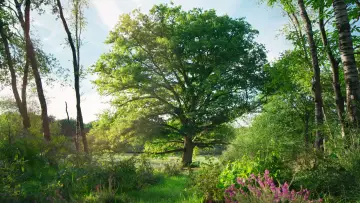 Backdrop to the movie "Heart of an Oak" #198298