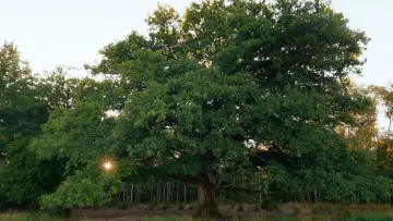 Backdrop to the movie "Heart of an Oak" #198322