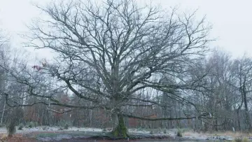 Backdrop to the movie "Heart of an Oak" #198324