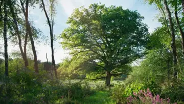 Backdrop to the movie "Heart of an Oak" #198326