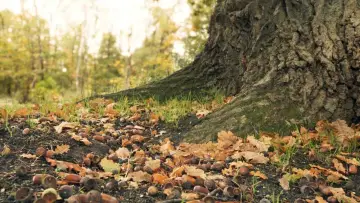 Backdrop to the movie "Heart of an Oak" #198338