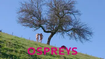 Backdrop to the movie "Ospreys" #967577