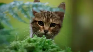 Backdrop to the movie "A Cat