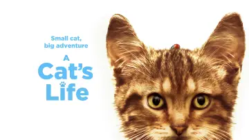 Backdrop to the movie "A Cat