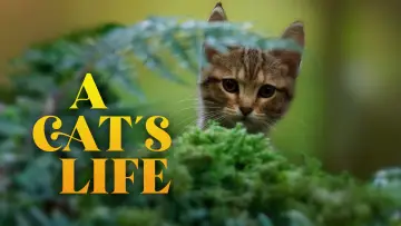 Backdrop to the movie "A Cat