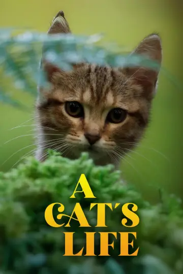 Poster to the movie "A Cat
