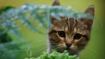 Backdrop to the movie "A Cat