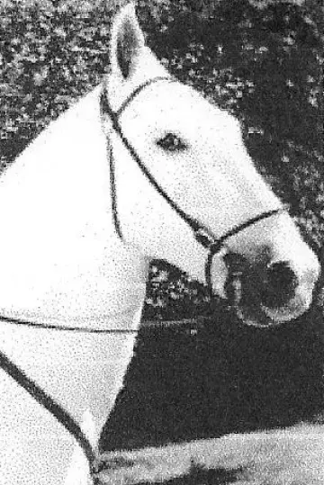 Photo Silver King the Horse #472697