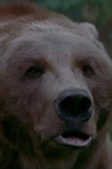 Photo Bart The Bear #29487