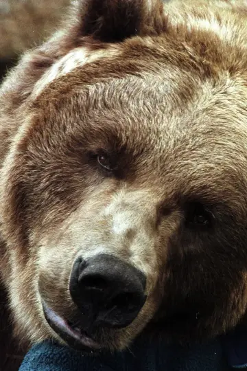 Photo Bart The Bear #29488
