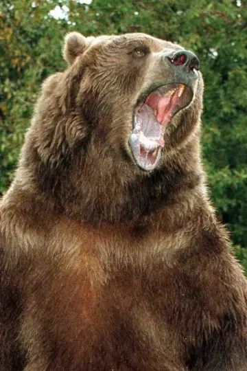 Photo Bart The Bear #29489