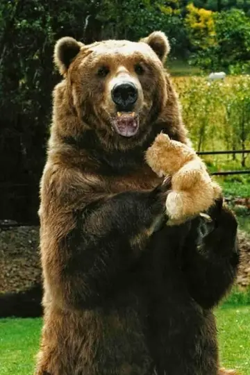 Photo Bart The Bear #29490