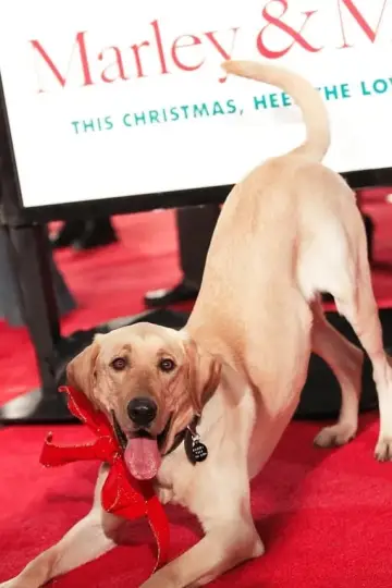 Photo Clyde the Dog #202772