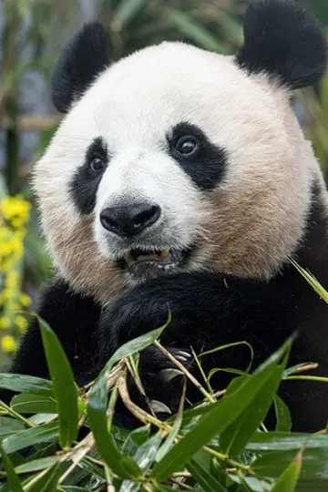 Photo Ai Bao #446116