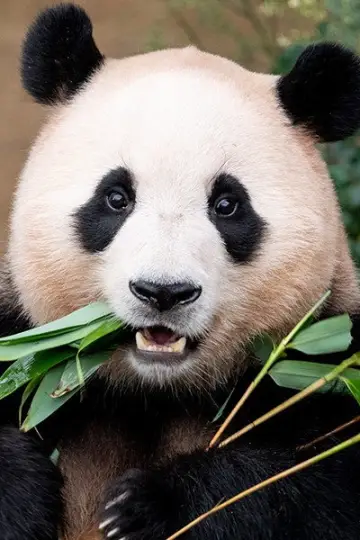 Photo Fu Bao #446115
