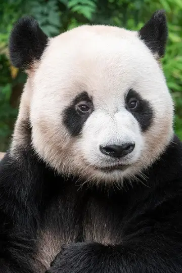 Photo Le Bao #446117