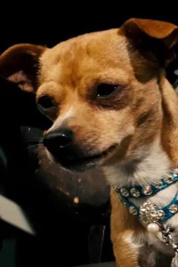 Photo Chester the Chihuahua #370176