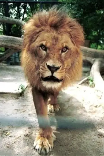 Photo Caesar the Lion #387312