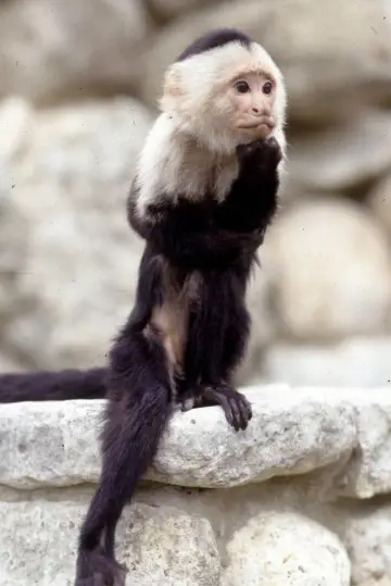 Photo Binx the Monkey #375904