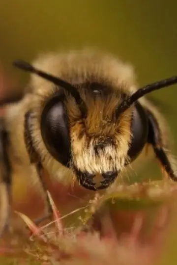 Photo Buzz Bee #378352