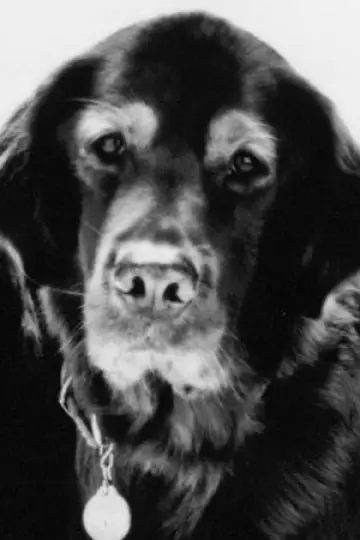 Photo Comet #459812