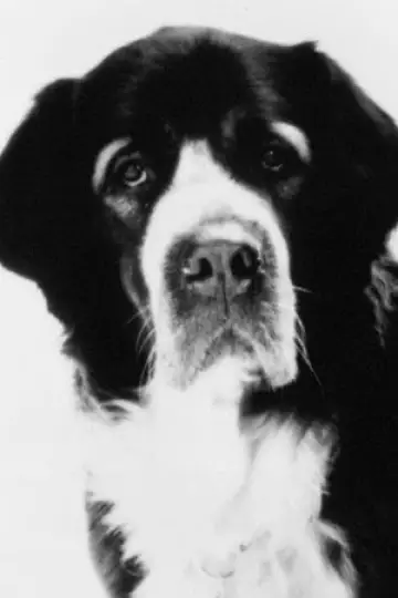 Photo Barney #459813