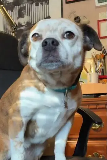 Photo Dorothy the Dog #418151