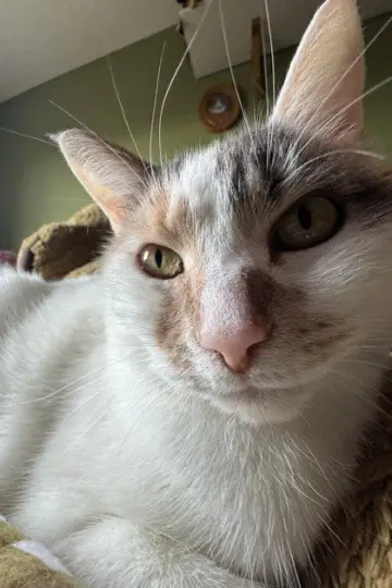 Photo Neville #418200