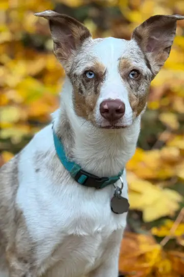 Photo Copper #421643