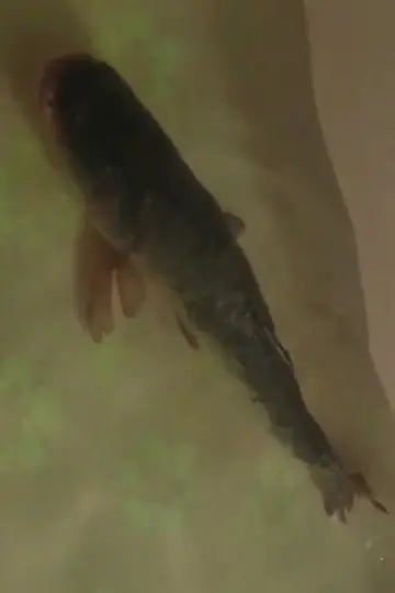Photo Carp #459888