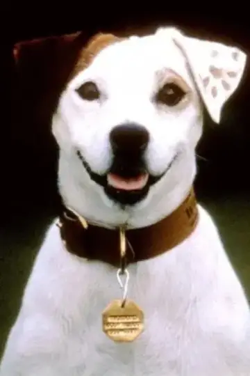 Photo Soccer the Dog #427114