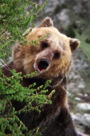Photo Bozo the Bear #438492