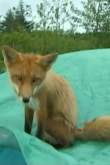 Photo Champion the Fox #460445