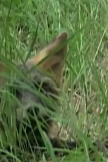 Photo Ghost the Fox #460449