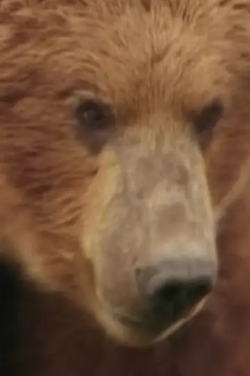 Photo Rowdy the Bear #460441