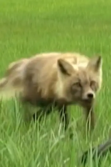 Photo Spirit the Fox #460447