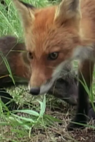 Photo Ghost the Fox’s Playmate #460448