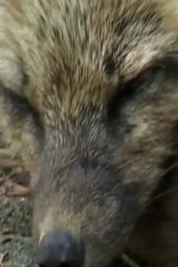 Photo Iris the Fox #460451