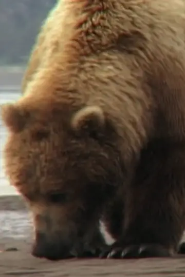 Photo Saturn the Bear #460454