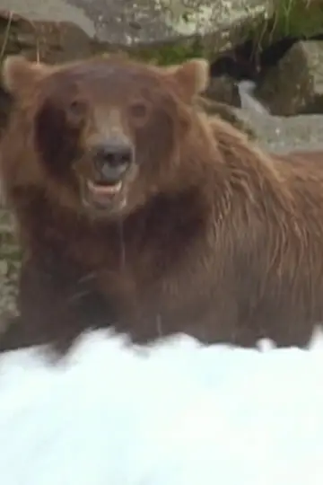 Photo Bear 141 #460459