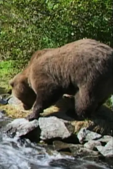 Photo Downey the Bear #460457